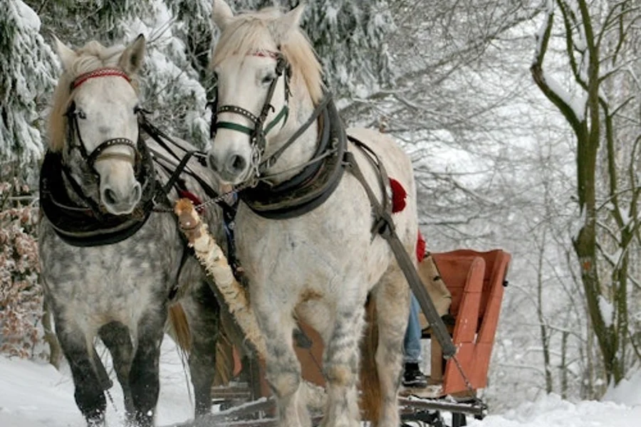 Zakopane y Paseo en Trineo con Fogata: Tour Privado desde Cracovia, Krakow