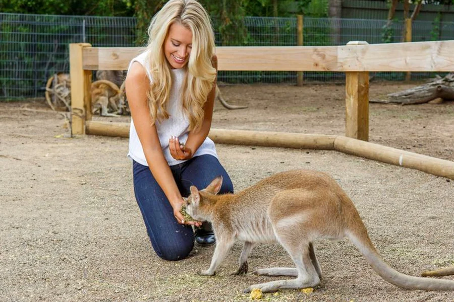 Blue Mountains Tour: Lunch, Scenic World, Sydney Zoo or Featherdale Wildlife Park, Koala Photo & Harbour Ferry Return, Sydney