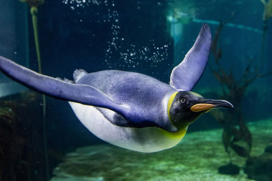 بلیت های آکواریوم SEA LIFE سیدنی, Sydney