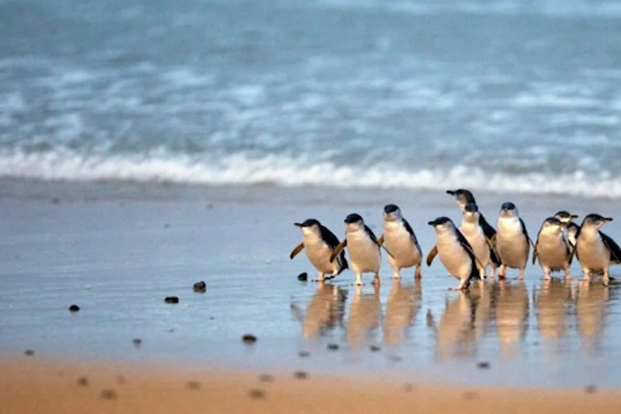 Phillip Island Nature Parks: Penguin Parade Entry Ticket, Cowes