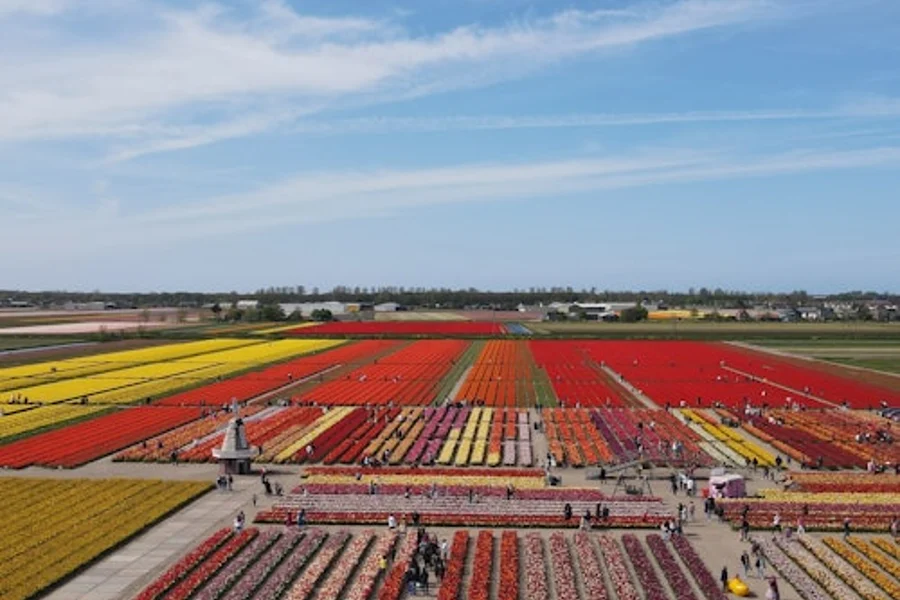 The Tulip Barn: Entry Ticket, Lisse