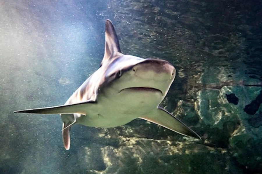 SEA LIFE 俄堡:入场券, San Antonio