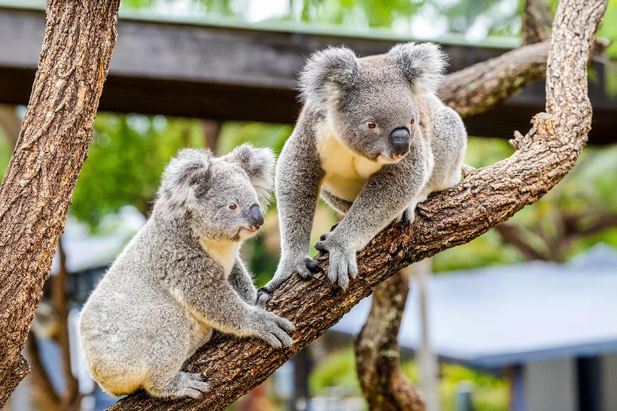 بلیطهای پارک حیات وحش فیدردیل, Sydney