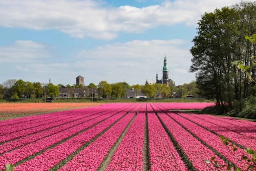 Keukenhof: Roundtrip Bus Transfer to Amsterdam, Lisse