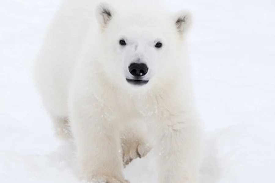 拉努亞野生動物園:導覽團 + 酒店接送, Rovaniemi