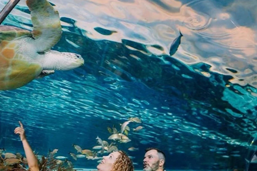 Acuario de Ripley en Gatlinburg + 2 o 3 Atracciones, at Ripley's Aquarium of the Smokies, Gatlinburg