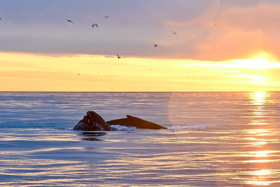 From Reykjavik: Midnight Sun Whale Watching Tour, Reykjavik