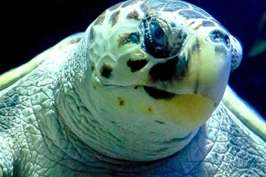 Lanzarote Aquarium: Tiket na Walang Hintayan sa Linya, at Lanzarote Aquarium, Costa Teguise