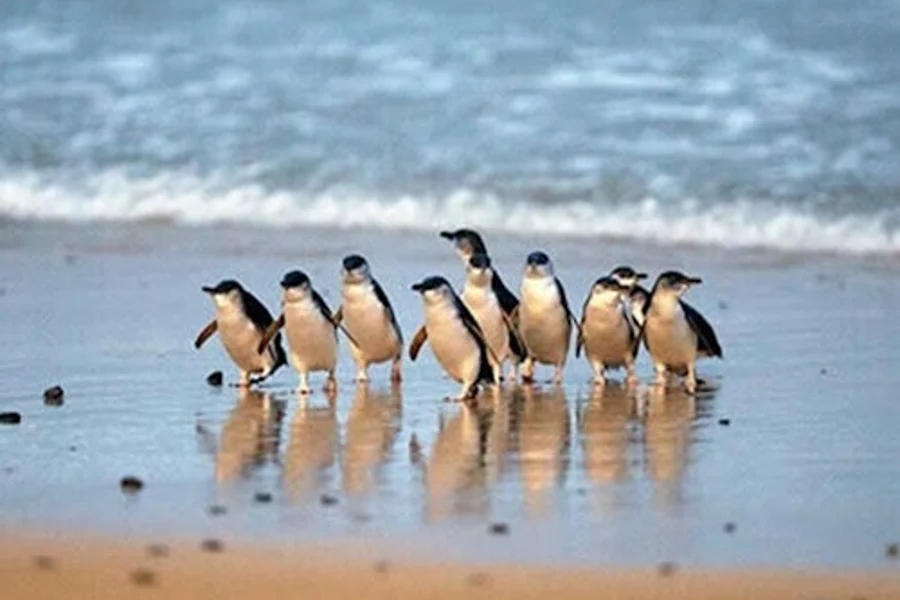 Phillip Island: 3 Parks Pass, Cowes