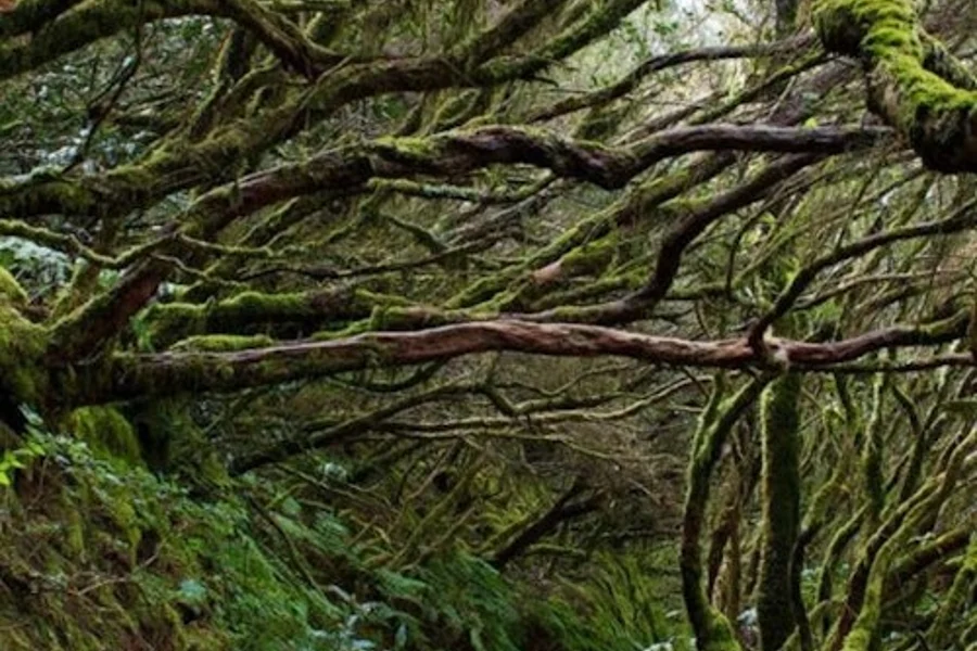 Parque Rural de Anaga: Guided Forest Tour with Wellness Activities, San Cristobal De La Laguna