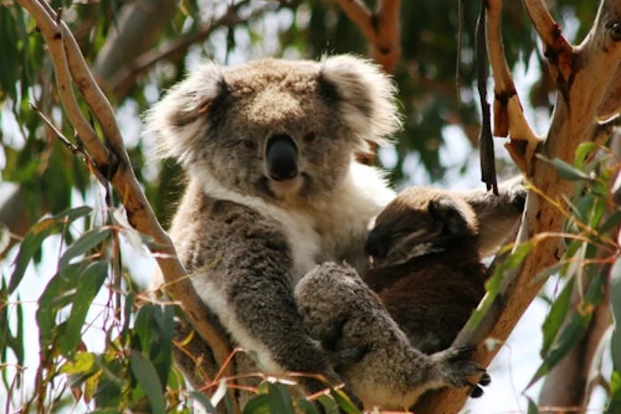 Phillip Island Nature Parks: Koala Conservation Reserve Entry, Cowes
