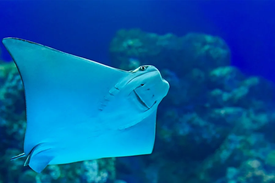 Tiket Hemat Grup Aquaria Phuket untuk Wisatawan Asing: Grup 3 & Lebih, at Aquaria Phuket, Phuket