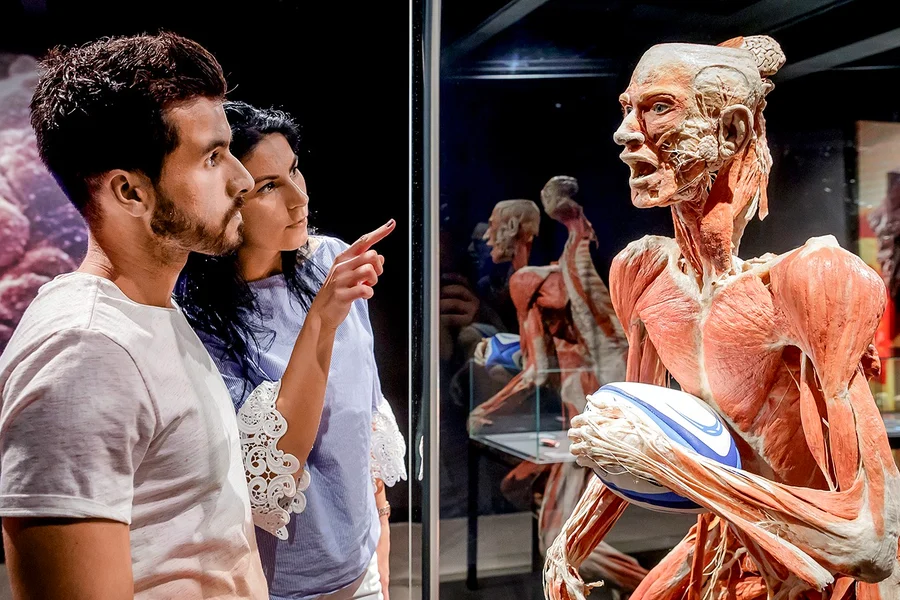 Biglietti per il Museum BODY WORLDS di Berlino, at People Museum - The first museum of BODY WORLDS, Berlin