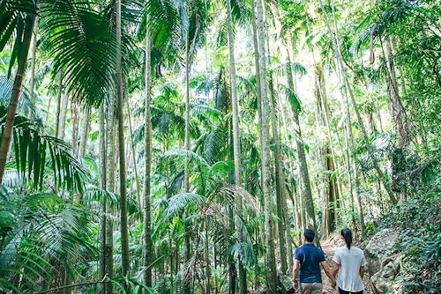 Tamborine Mountain: Tour Guidato con Trasferimenti, Pranzo e Bevande, at Day Trips from Gold Coast, Natural Bridge