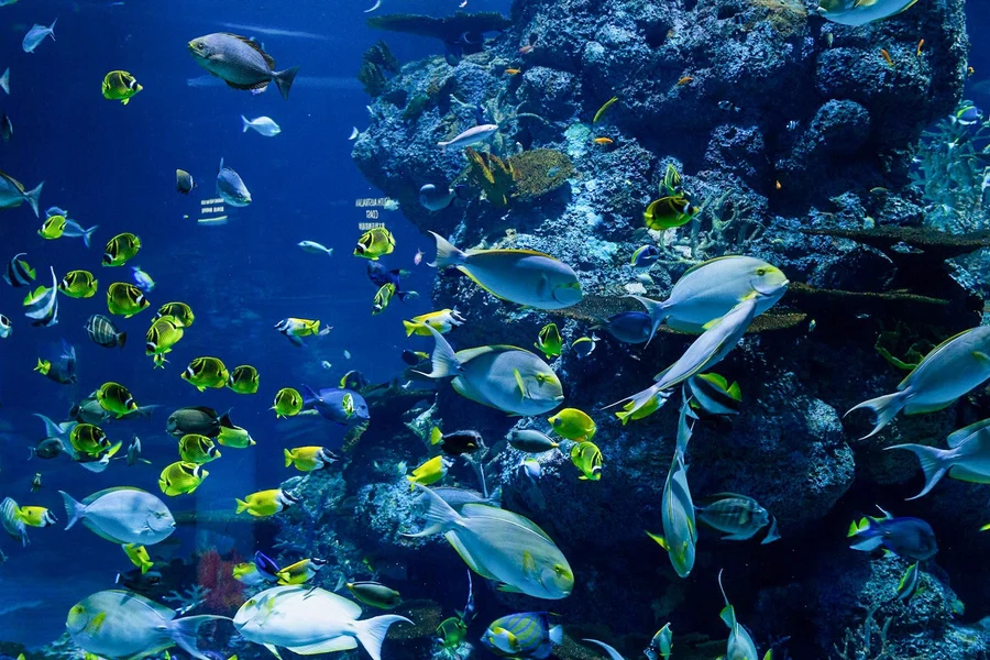Tiket Langkawi Underwater World, at Langkawi, 07000 Langkawi, Kedah, Malaysia, Langkawi