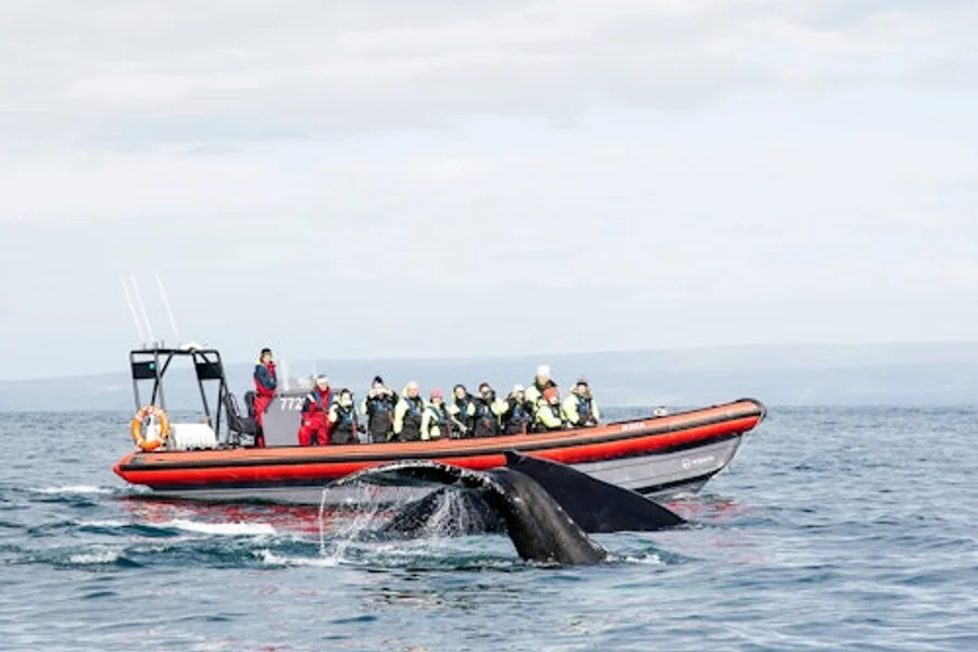Ballenas y Frailecillos: Tour en Lancha Rápida RIB, at Husavik Whale Watching, Husavik