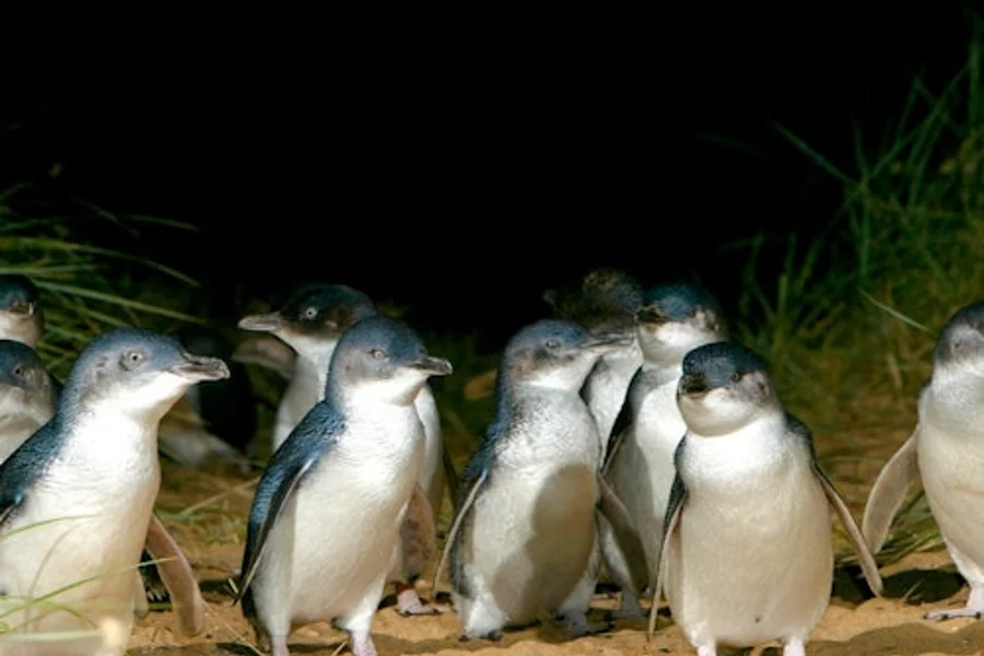 Penguin Parade + Moonlit Sanctuary Wildlife Park: Day Trip from Melbourne, Cowes
