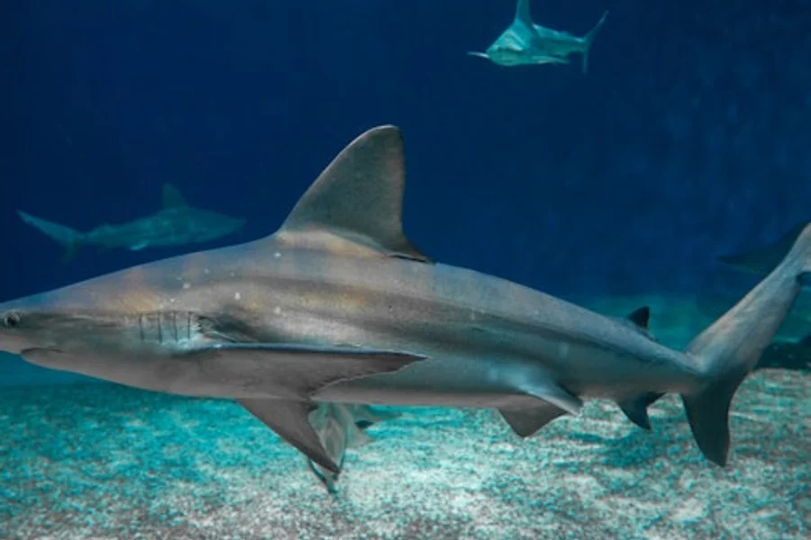 Museo ng Aquarium ng Genoa & Galata Sea: Tiket sa Pagpasok + Pagbisita sa Submarino, Genoa