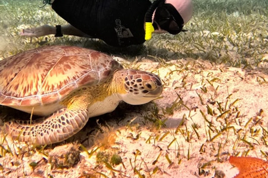 Cozumel Turtle Sanctuary: Snorkel Tour, Cozumel