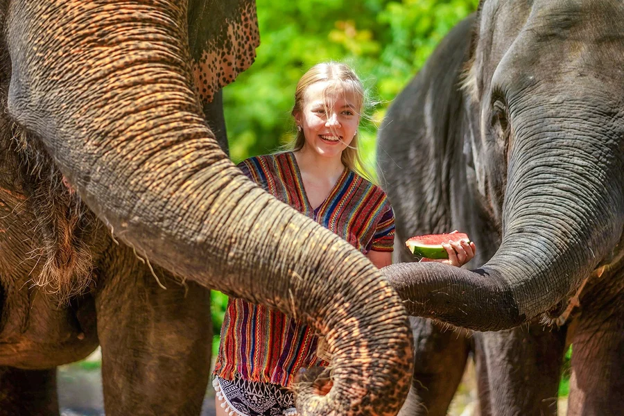 Phuket Elephant Jungle Sanctuary: Feed, Shower & Mud Spa Guided Tours with Optional Transfers, at Elephant Jungle Sanctuary Phuket