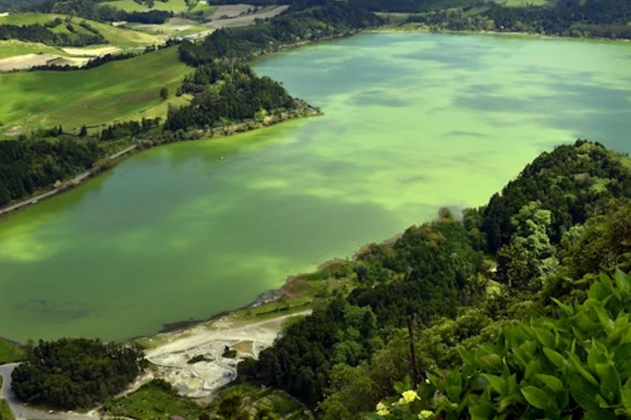 Furnas: Tea Plantations, Lake, and Volcano Guided Tour, Ponta Delgada
