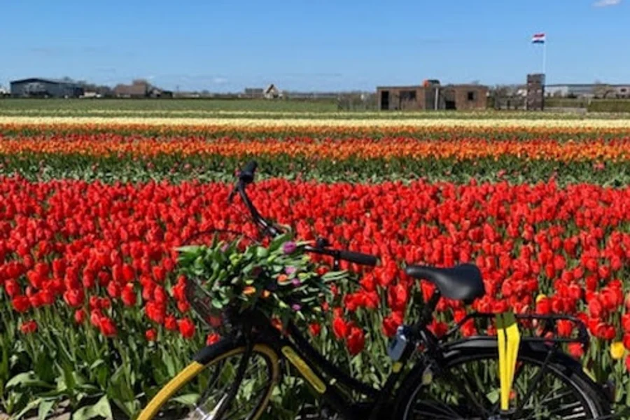 Amsterdam: Guided Tulip Fields Bike Tour, Lisse