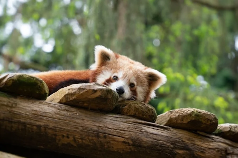 Amnéville Zoo: Eintritt mit Schnelleinlass, Amneville