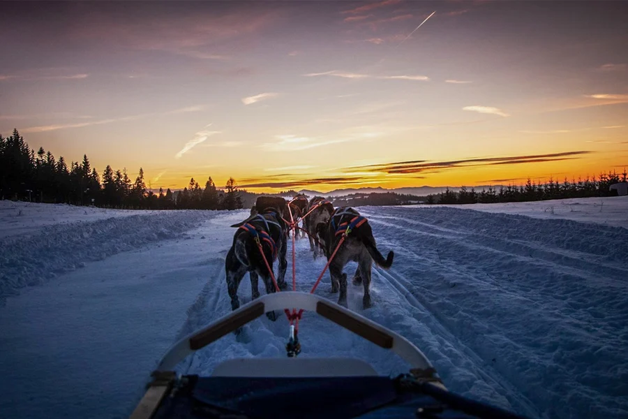 Desde Cracovia: Tour de Trineos Tirados por Perros en las Montañas Tatra, Krakow
