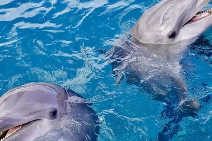 Dolphin House Hurghada: Guided Snorkeling Tour + Roundtrip Transfer + Lunch, Hurghada