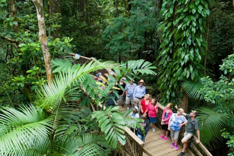 Daintree and Cape Tribulation Full-Day Tour, Cairns
