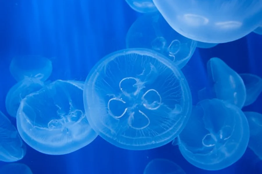 Aquarium ng Genoa at Pagsakay sa Bangka para sa Panonood ng Baliena, Genoa