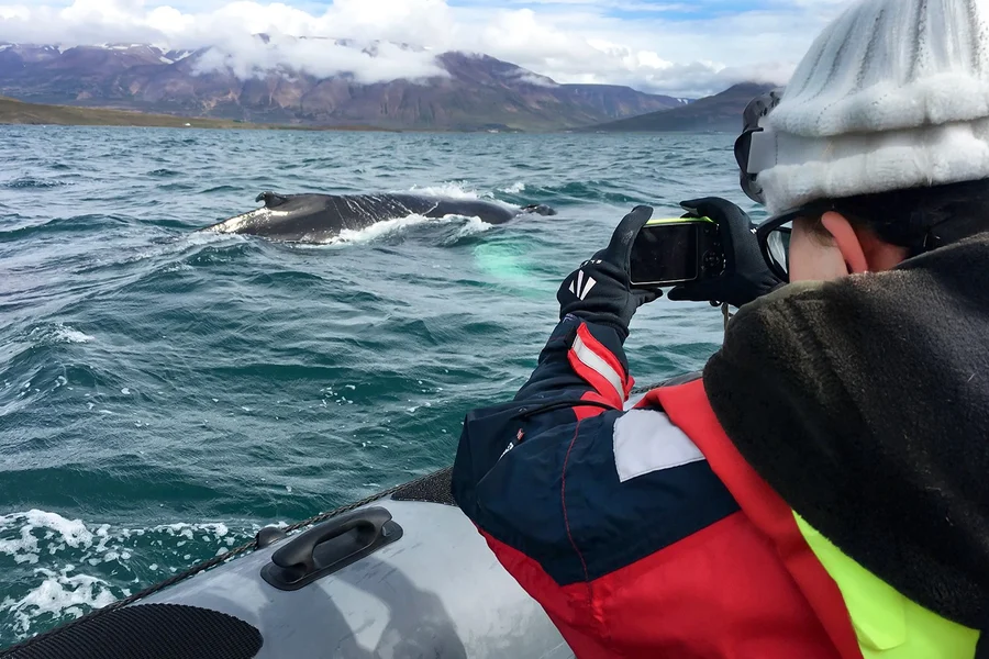 Desde Akureyri: Tour de Avistamiento de Ballenas en Lancha Rápida RIB, at Elding Whale Watching Akureyri, Reykjavik