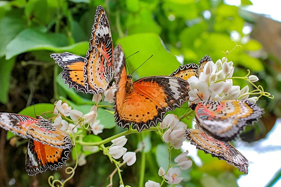 Entopia by Penang Butterfly Farm Tickets, Kuala Lumpur