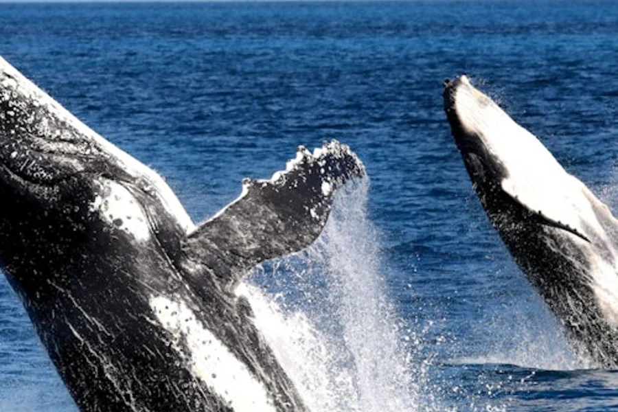 Hervey Bay: Half-Day Whale Watching Cruise, Hervey Bay