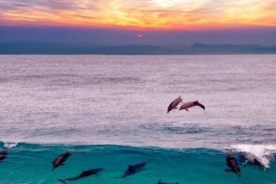 Marsa Alam: Pernottamento presso Sataya Dolphin House + Snorkeling, Marsa Alam