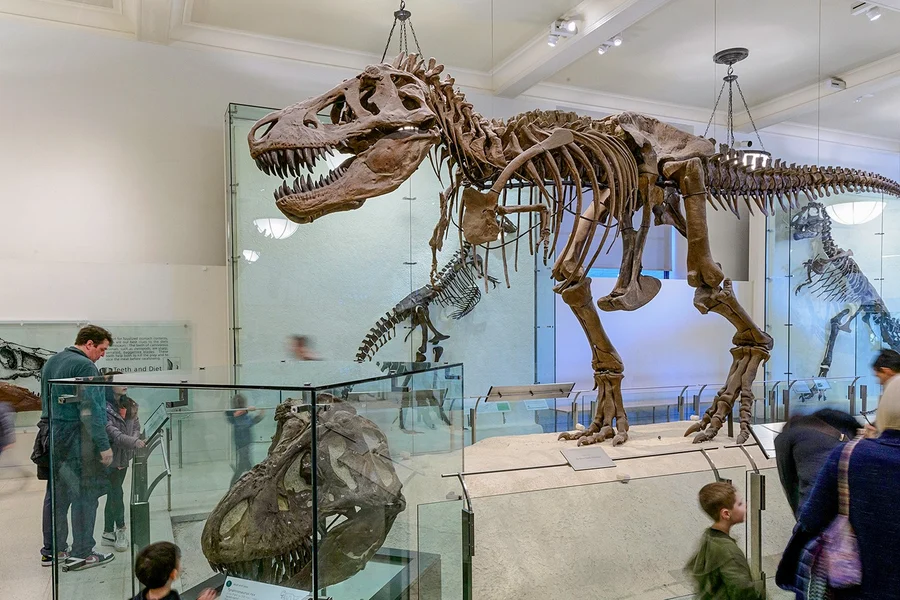 American Museum of Natural History -pääsyliput, at American Museum of Natural History, New York