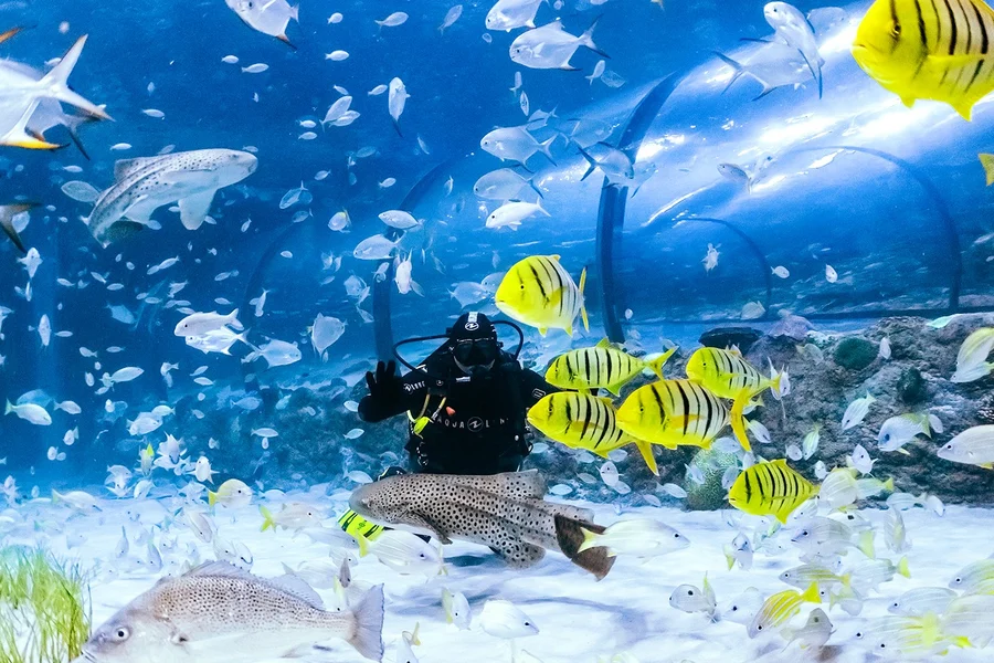National Aquarium Abu Dhabi Tickets, Dubai
