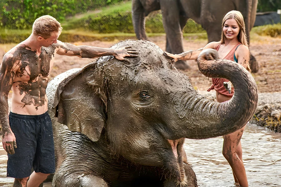 Bali Zoo-billetter med mating av elefanter og gjørmebad, at Bali Zoo, Bali