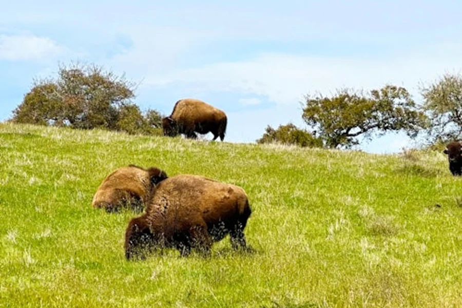 Santa Catalina Island: Prohlídková Safari Tour, Los Angeles