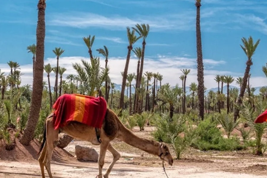 پالمری: ماجراجویی با کواد و سواری با شتر + انتقالها از مراکش, at Quad Biking Marrakech, Marrakesh
