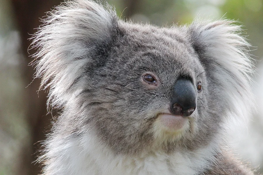 Tiket Masuk ke Moonlit Sanctuary Wildlife Park, Melbourne