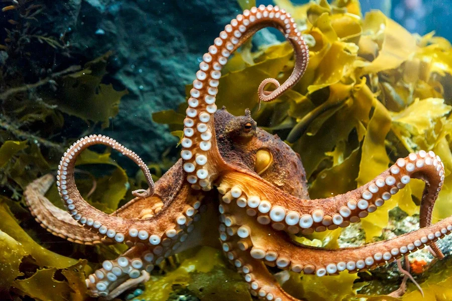 Sea Life Kelly Tarlton's Aquarium Entry Tickets, Auckland