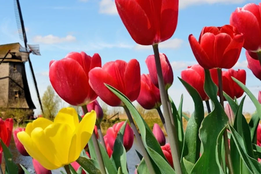 Keukenhof: Pasok + Pabalik na Bus Transfer mula sa A’dam Tower, Lisse