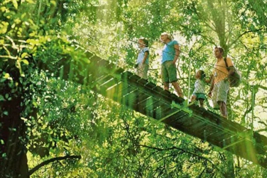 Parco Nazionale Lamington, O'Reilly's & Vigneto: Gita di un giorno dalla Gold Coast, at Day Trips from Gold Coast, Natural Bridge