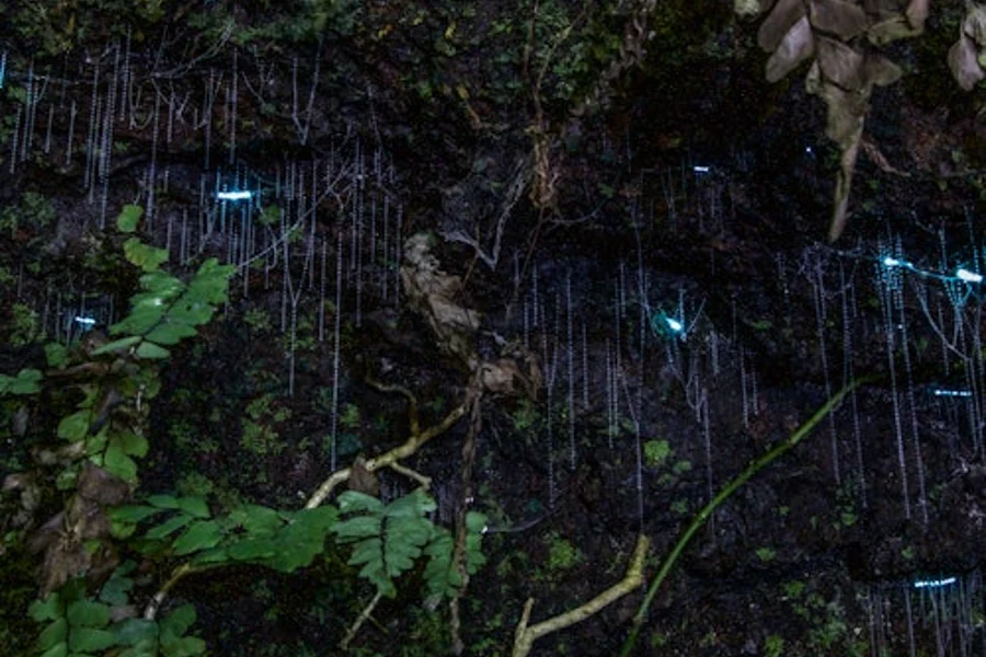 Tour Notturno nella Foresta Pluviale e alle Lucciole dalla Gold Coast, at Day Trips from Gold Coast, Natural Bridge