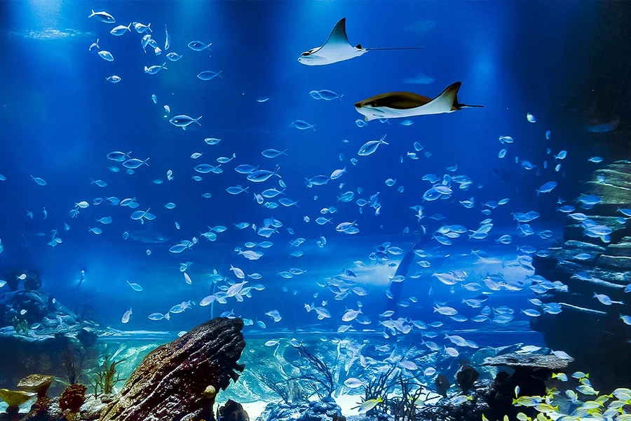 아틀란티스 아쿠아리움 마드리드 입장권, at Atlantis Aquarium Madrid, Madrid