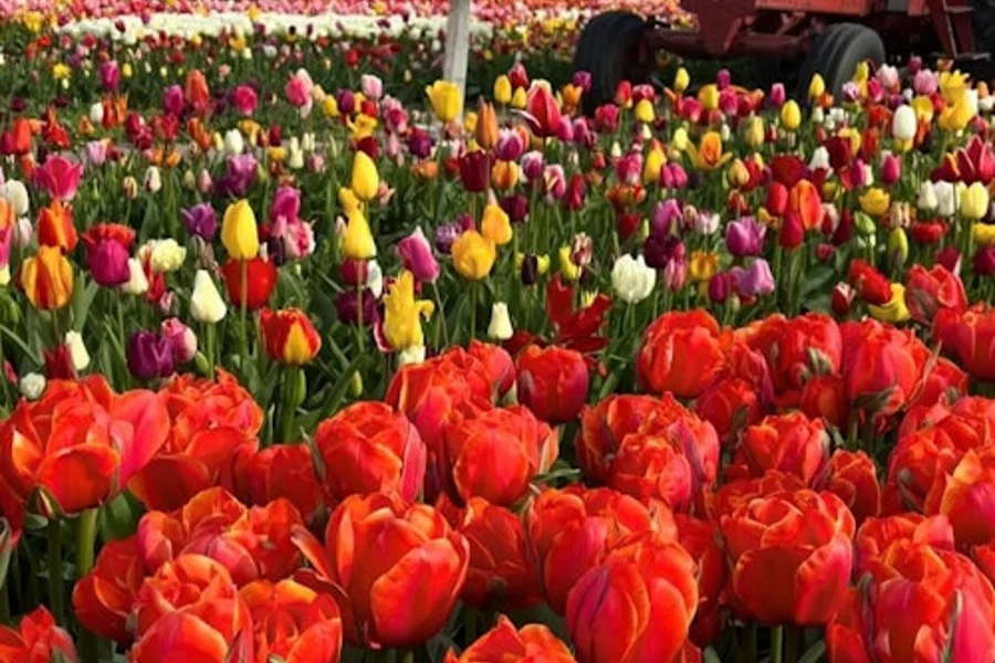 Lisse: Windmill Cruise + Visit to 'Tulip Experience', Lisse