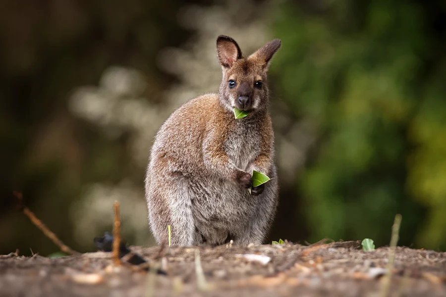 Tiket Kawasan Pemuliharaan Koala & Kemasukan Pilihan ke Taman Alam Semula Jadi Pulau Phillip, Melbourne