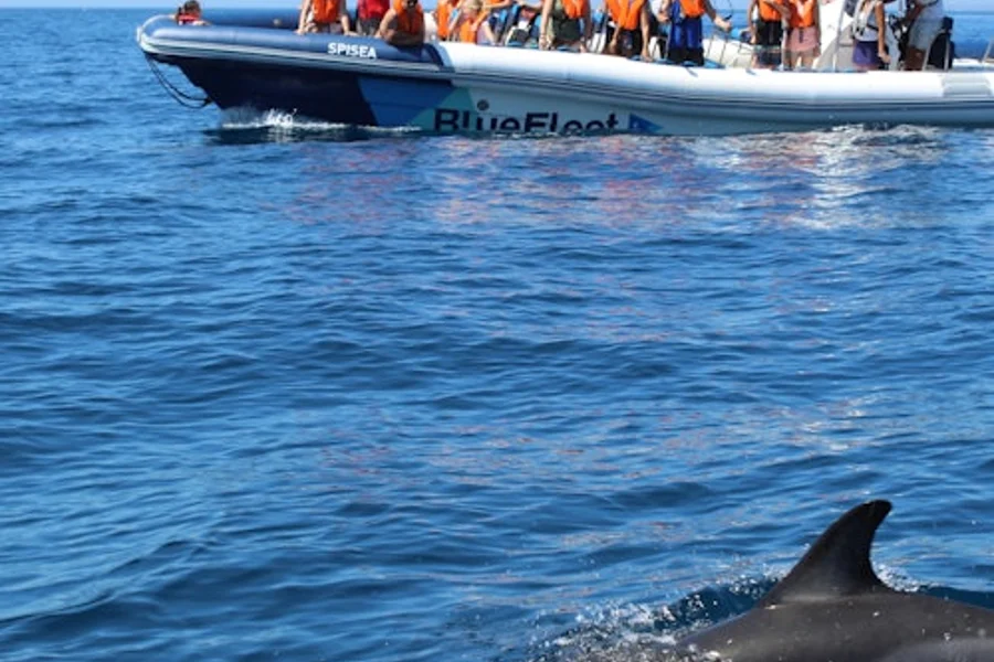 Dolphin Watching Tour from Lagos, Lagos
