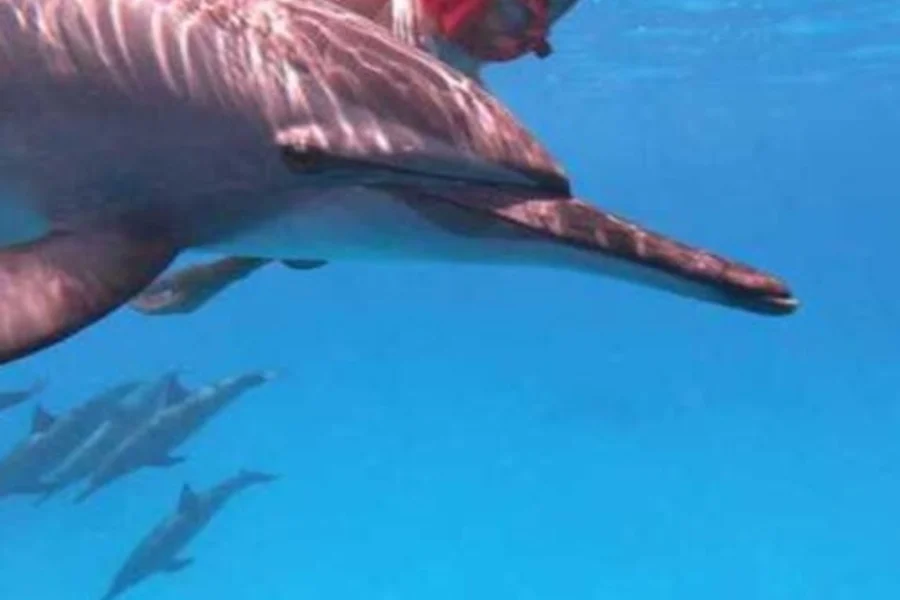 Sha'ab Samadi: Dolphin House Snorkeling with Lunch, Marsa Alam